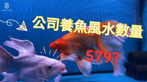 風水缸魚數量|養對魚數：財運滾滾來